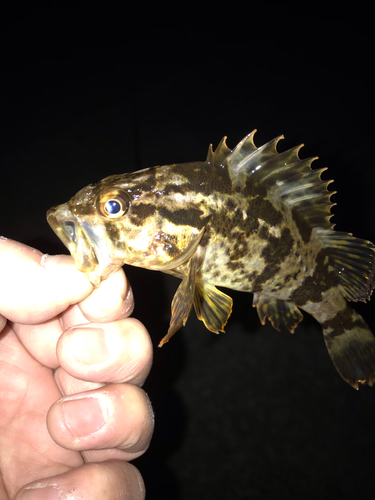 タケノコメバルの釣果