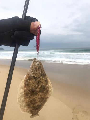 ソゲの釣果