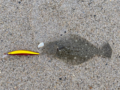 ヒラメの釣果