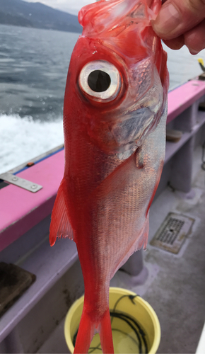 キンメダイの釣果