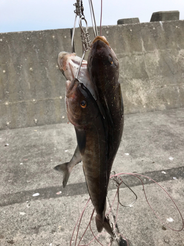 ホッケの釣果