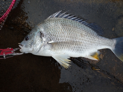 キビレの釣果