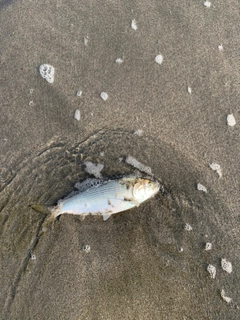 コノシロの釣果