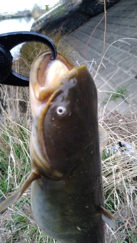 ニホンナマズの釣果