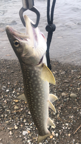 アメマスの釣果