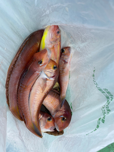 アマダイの釣果