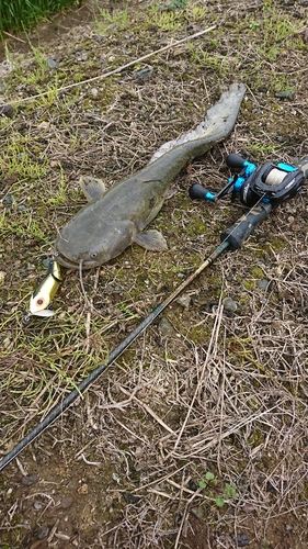 ナマズの釣果