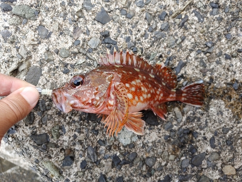 カサゴの釣果