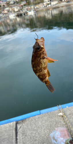 メバルの釣果