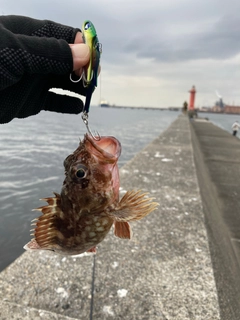 アヤメカサゴの釣果