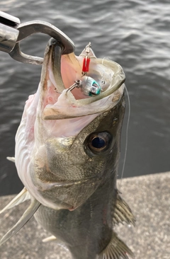 フッコ（マルスズキ）の釣果