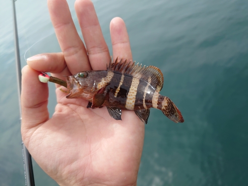 アオハタの釣果