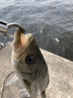 フッコ（マルスズキ）の釣果