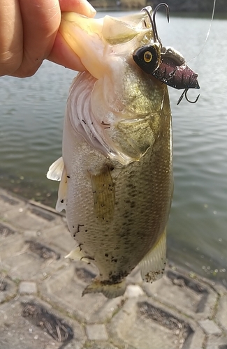 ブラックバスの釣果