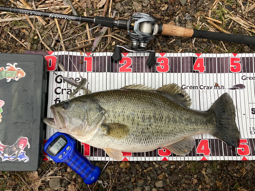 ブラックバスの釣果