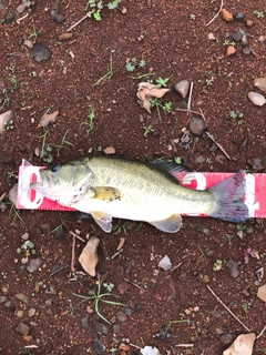 ブラックバスの釣果