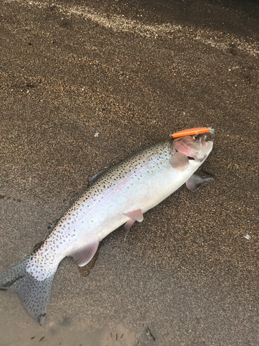 ニジマスの釣果