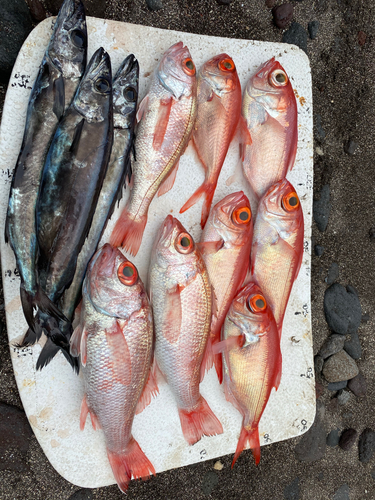 アカムツの釣果