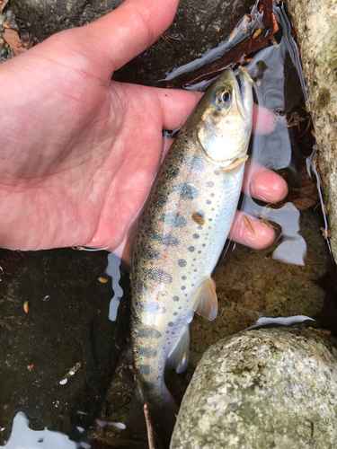 アマゴの釣果