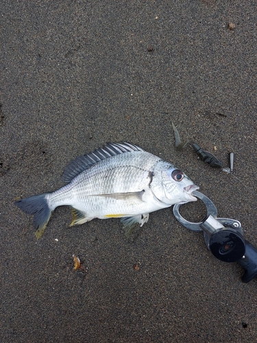 キビレの釣果