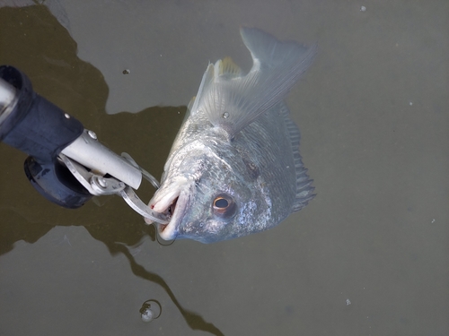 キビレの釣果