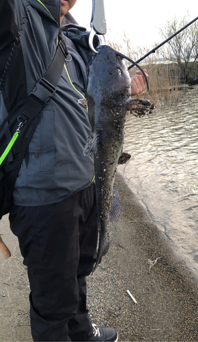 アメリカナマズの釣果