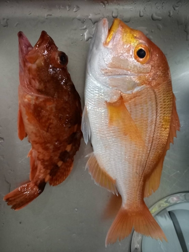 レンコダイの釣果