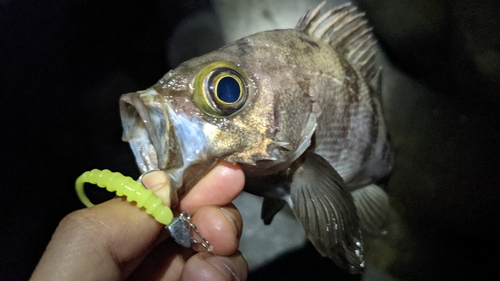 シロメバルの釣果