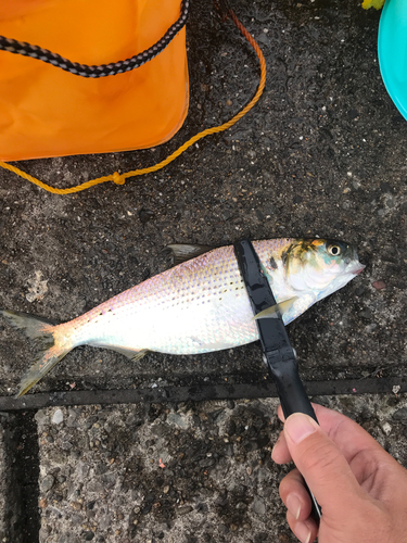 コノシロの釣果