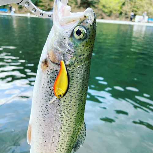 ニジマスの釣果