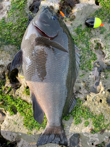 メジナの釣果