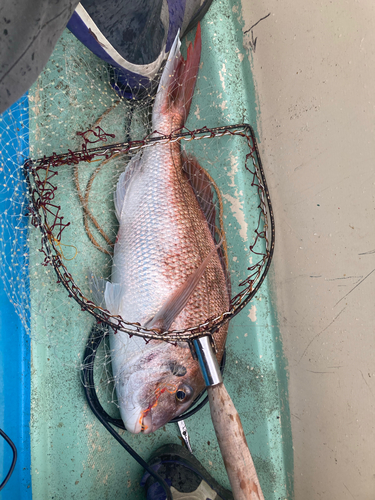 タイの釣果