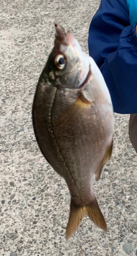 オキタナゴの釣果