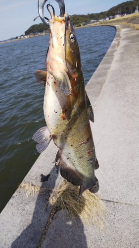 アメリカナマズの釣果