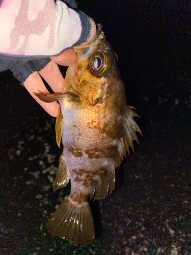 メバルの釣果