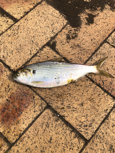 コノシロの釣果