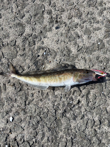 ホッケの釣果