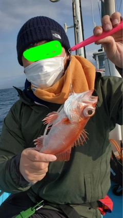 アカムツの釣果