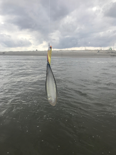 シタビラメの釣果