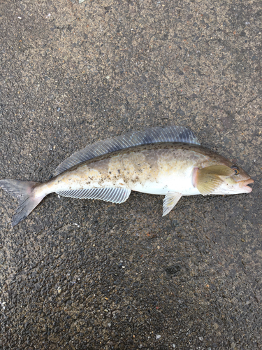 ホッケの釣果