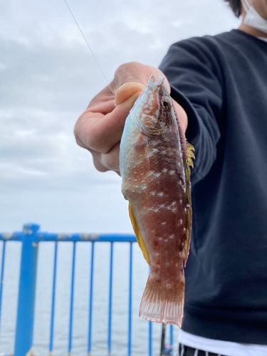 キュウセンの釣果