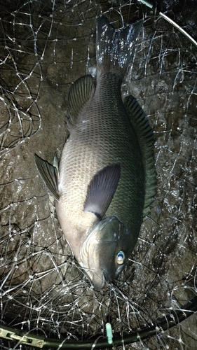 メジナの釣果