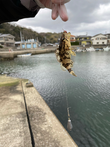 タケノコメバルの釣果