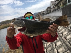 ブラックバスの釣果