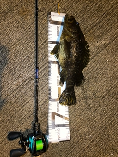 タケノコメバルの釣果