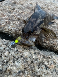 タケノコメバルの釣果