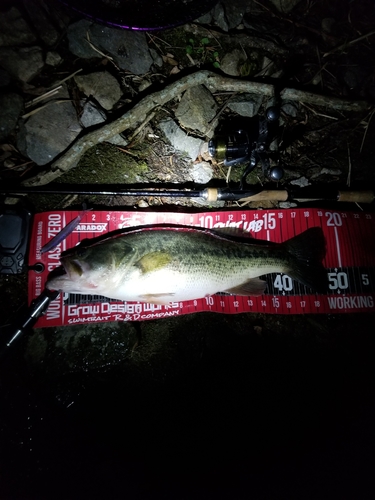 ブラックバスの釣果