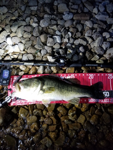 ブラックバスの釣果