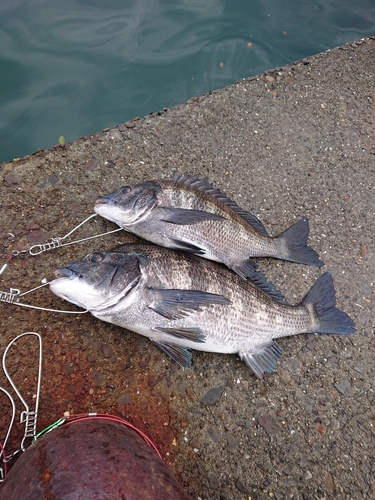 クロダイの釣果