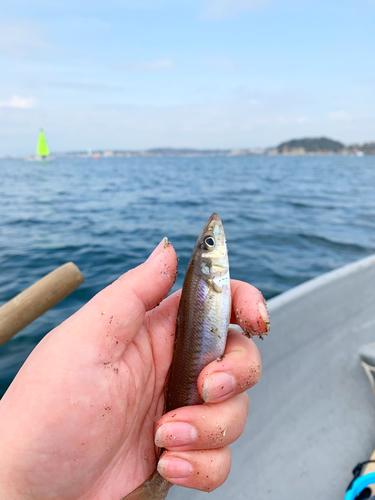 キスの釣果